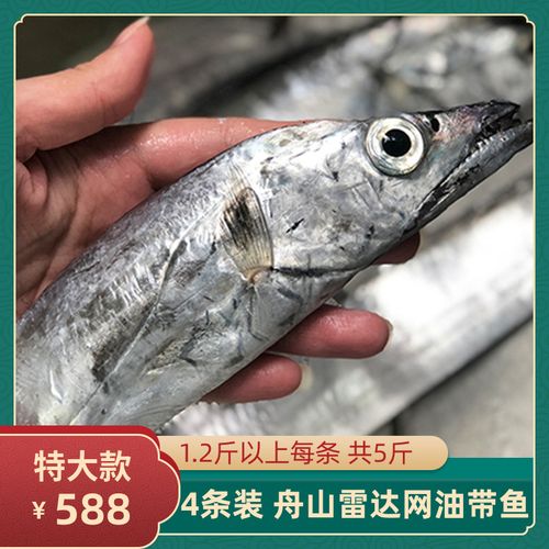 舟山雷达网小眼睛油带鱼整条东海捕捞新鲜水产超大刀鱼5斤装