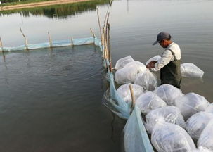 福建渔业援疆 援助南美白对虾苗,丰富新疆昌吉渔业产品